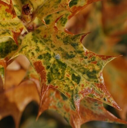 Close-up van bladeren van False Holly Osmanthus heterophyllus Goshiki plant.