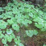 Maianthemum dilatatum bloeit in overvloed op Pitt Island - weelderige groene bladeren en witte bloemen.