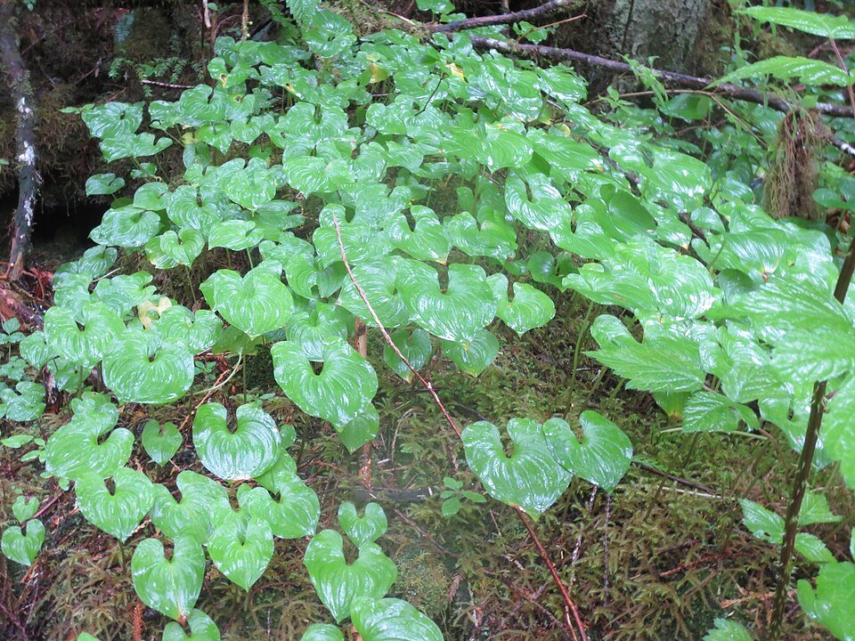 Maianthemum dilatatum bloeit in overvloed op Pitt Island - weelderige groene bladeren en witte bloemen.
