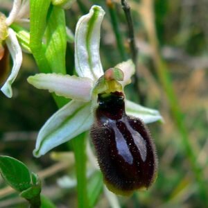 Ophrys arachnitiformis orchidee met zonlicht, beperkt winterhard.