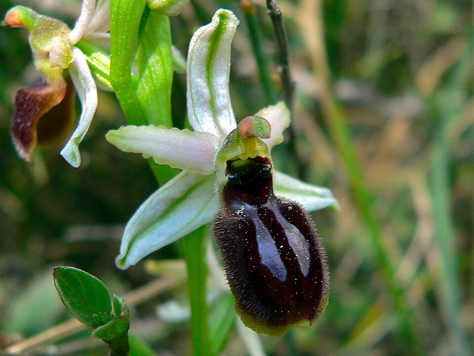 Ophrys arachnitiformis orchidee met zonlicht, beperkt winterhard.