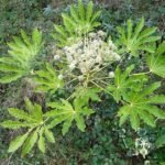 Groen blad van winterharde Vingerplant (Fatsia japonica) op donkere achtergrond.
