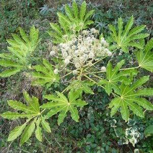 Groen blad van winterharde Vingerplant (Fatsia japonica) op donkere achtergrond.