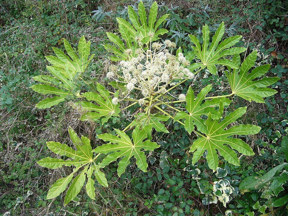 Groen blad van winterharde Vingerplant (Fatsia japonica) op donkere achtergrond.