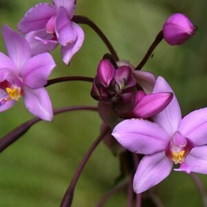 Purple Spathoglottis plicata orchid flowers in natural setting.
