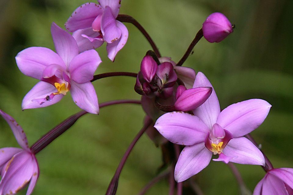 Purple Spathoglottis plicata orchid flowers in natural setting.