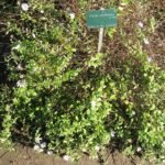 Felicia amelloides plant met helderblauwe bloem en groen blad in Jardin des Plantes de Paris.