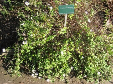 Felicia amelloides plant met helderblauwe bloem en groen blad in Jardin des Plantes de Paris.