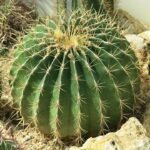 Ferocactus alamosanus cactus in Jardin des Plantes de Paris.