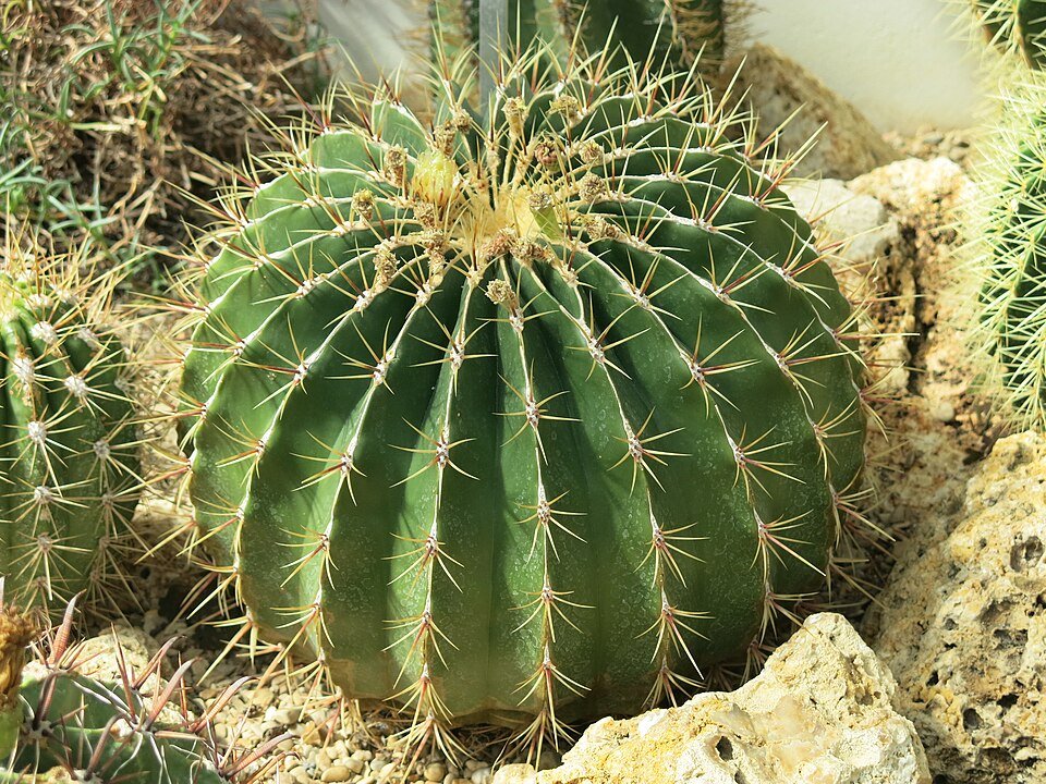 Ferocactus alamosanus cactus in Jardin des Plantes de Paris.