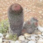 Ferocactus chrysacanthus cactus met levendige rode stekels op een zonnige dag.