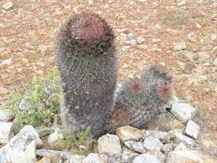Ferocactus chrysacanthus cactus met levendige rode stekels op een zonnige dag.
