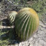Ferocactus diguetii cactus met langwerpige groene stelen en witte stekels in woestijnomgeving.
