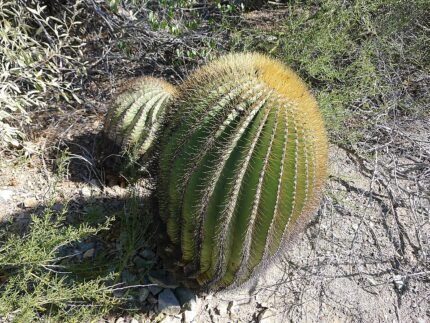 Ferocactus diguetii cactus met langwerpige groene stelen en witte stekels in woestijnomgeving.