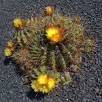 Stekelige bolvormige cactusplant met gele stekels en rode bloemen.