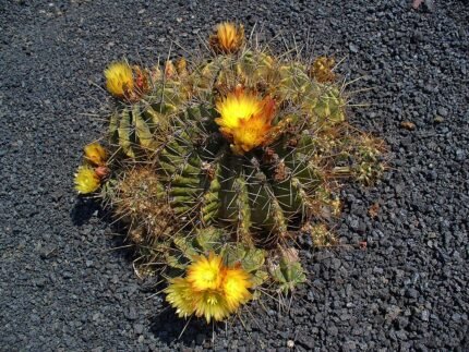Stekelige bolvormige cactusplant met gele stekels en rode bloemen.