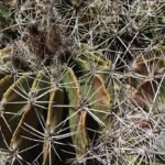 Ferocactus flavovirens cactus met gouden stekels en heldergele bloemen in een woestijnlandschap.