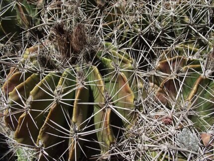 Ferocactus flavovirens cactus met gouden stekels en heldergele bloemen in een woestijnlandschap.