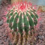 Ferocactus haematacanthus cactus met levendige rode stekels en groen lichaam.