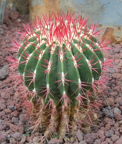 Ferocactus haematacanthus cactus met levendige rode stekels en groen lichaam.