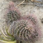 Ferocactus hamatacanthus cactus met lange stekelige ribbels en heldergroene kleur.