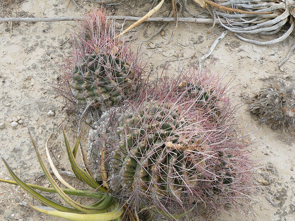 Ferocactus hamatacanthus cactus met lange stekelige ribbels en heldergroene kleur.