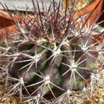 Ferocactus lindsayi cactus met levendige rode stekels en gele bloemen.