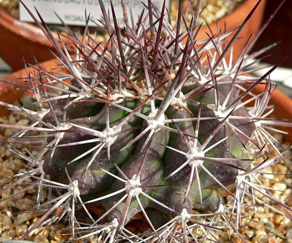Ferocactus lindsayi cactus met levendige rode stekels en gele bloemen.