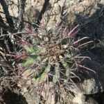 Ferocactus peninsulae cactus met lange stekels en geel bloeiende bloemen.