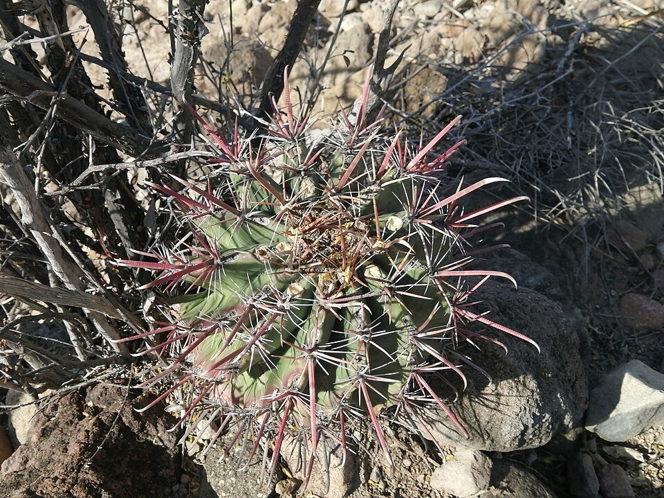 Ferocactus peninsulae cactus met lange stekels en geel bloeiende bloemen.