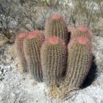 Ferocactus pilosus cactus met dichte gouden stekels in een woestijnlandschap.