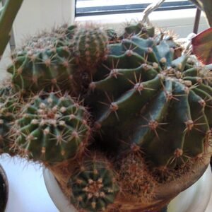 Ferocactus pottsii cactus met lange, gebogen stekels in zilvergrijze en groene tinten.