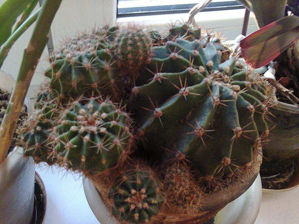 Ferocactus pottsii cactus met lange, gebogen stekels in zilvergrijze en groene tinten.