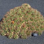 Ferocactus robustus cactus met langwerpige groene stelen en scherpe gele stekels.