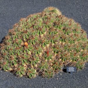 Ferocactus robustus cactus met langwerpige groene stelen en scherpe gele stekels.