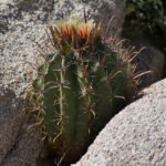 Ferocactus townsendianus met lange stekels en levendige groene kleur in pot.