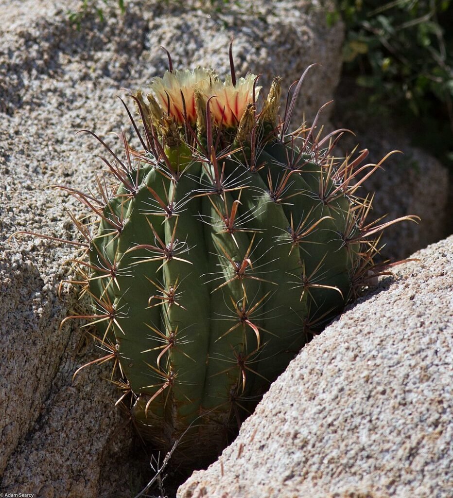 Ferocactus townsendianus met lange stekels en levendige groene kleur in pot.