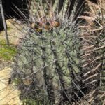 Ferocactus emoryi cactus met lange stekels en gele bloemen.