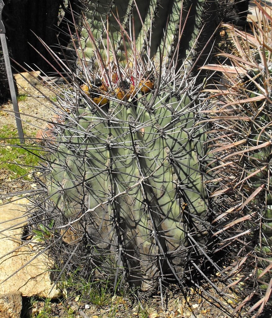 Ferocactus emoryi cactus met lange stekels en gele bloemen.