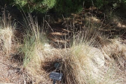 Festuca californica plant met groen blad en slanke grasachtige bladeren.