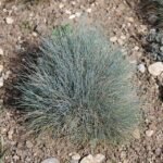 Festuca glauca siergras met blauwgroene sprieten in zonlicht.