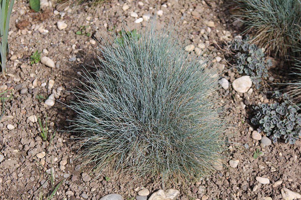 Festuca glauca siergras met blauwgroene sprieten in zonlicht.