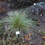 Festuca mairei siergras in Botanischer Garten Dresden, Duitsland.