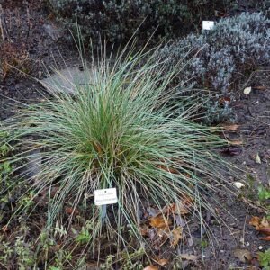 Festuca mairei siergras in Botanischer Garten Dresden, Duitsland.