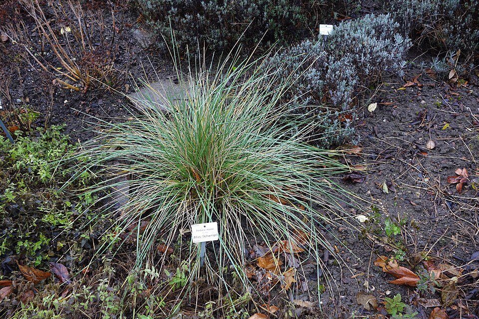 Festuca mairei siergras in Botanischer Garten Dresden, Duitsland.