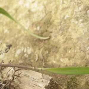 Close-up van groen Polystachya bicalcarata orchideeblad met duidelijke nerfstructuur.
