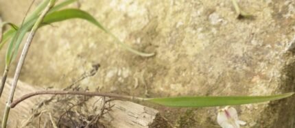 Close-up van groen Polystachya bicalcarata orchideeblad met duidelijke nerfstructuur.