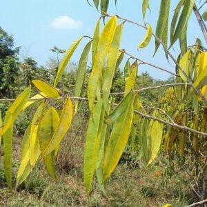 Ficus longifolia plant met lange bladeren en donkergroene kleur.
