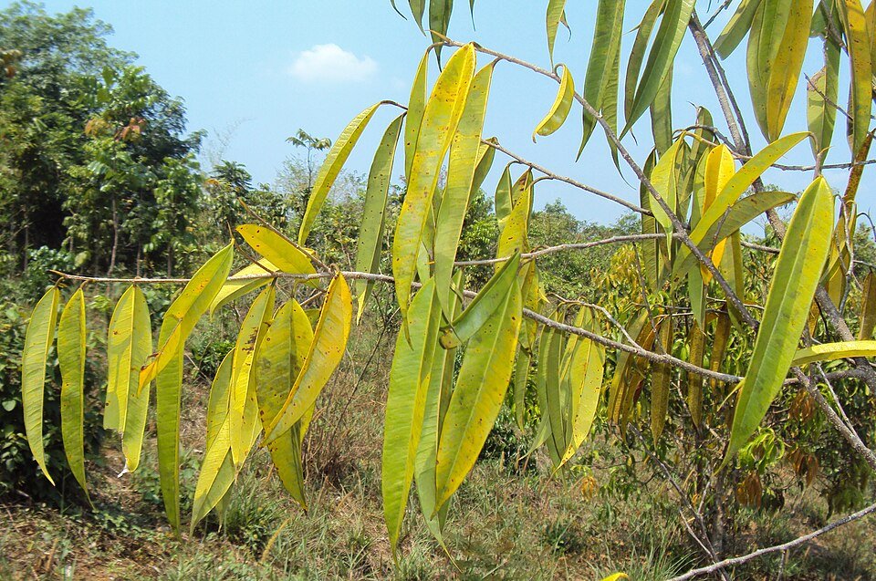 Ficus longifolia plant met lange bladeren en donkergroene kleur.
