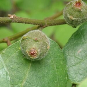 Ficus coronata plant met zachte groene bladeren en stam.